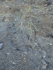 Fritillaria ojaiensis Fire recovery